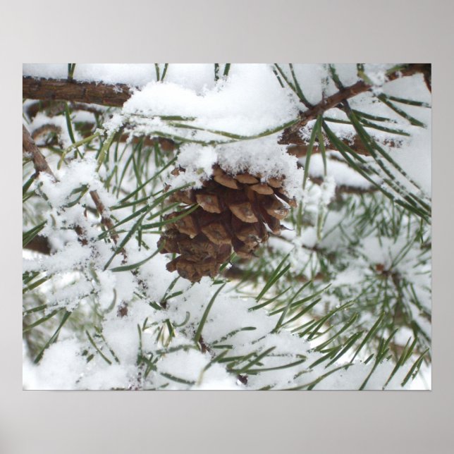 Snöig Tallkotte I Vinter Naturfotografi Poster (Framsidan)