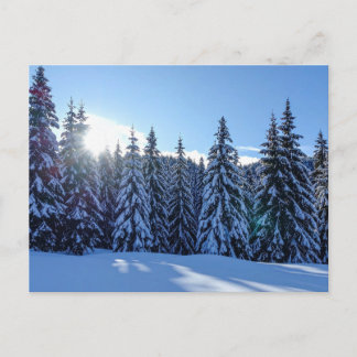 Snöig tallskogslandskap Scenisk naturresa Helg Vykort
