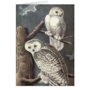Snöig uggla, John Audubon Hälsningskort