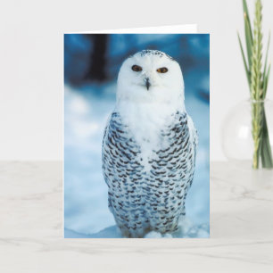 Snöig uggla kort