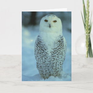 Snöig uggla kort