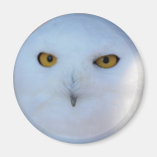 Snöig uggla magnet