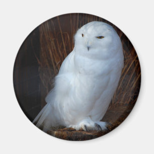 Snöig uggla magnet