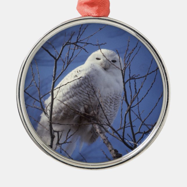 Snöig uggla - vitfågel mot en safirblå himmel julgransprydnad metall (Framsidan)