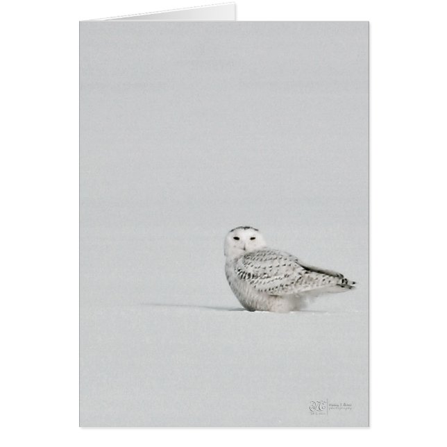 Snöig ugglakort hälsningskort (Framsidan)