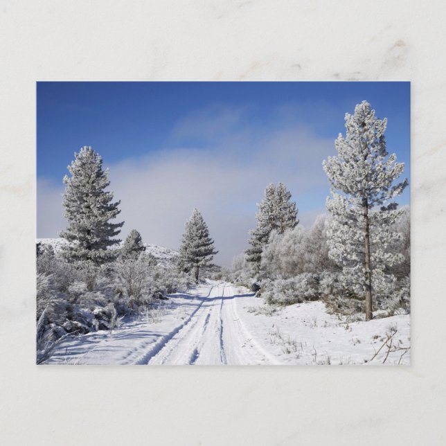 Snöig väg och tallar, Cambrians, nära St Vykort (Framsida)