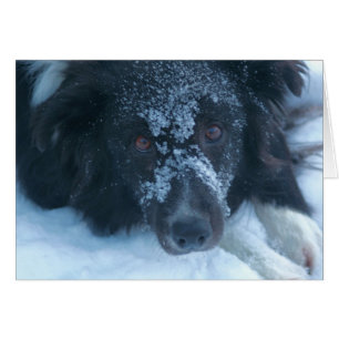 Snöig vänt mot kort för hund för gränsCollie