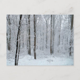 Snöig vit poppellund vykort