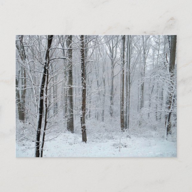 Snöig vit poppellund vykort (Framsida)