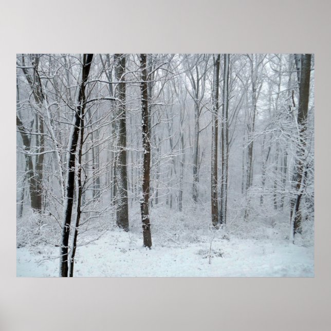 Snöig vit poppelskog poster (Framsidan)