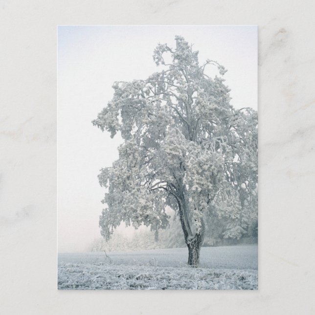 Snöigt vinterlandskap vykort (Framsida)