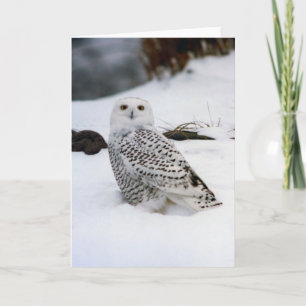 Snöj Uggla i kvällens skuggor Kort