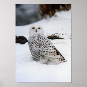Snöj Uggla i Snö Poster Skriv ut