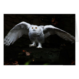 Snöj Uggla med öppet Vingar gccna Hälsningskort