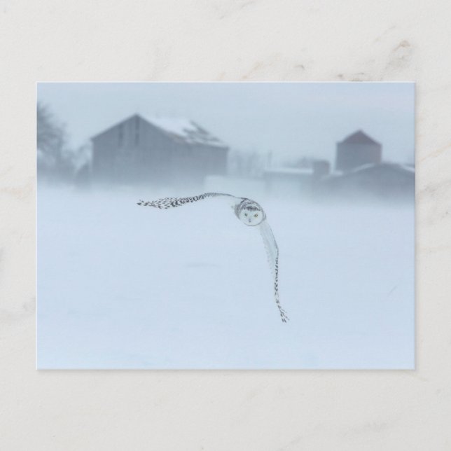 Snöj Uggla under vinterflygning Vykort (Framsida)