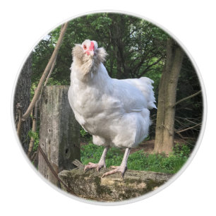 Snök av Ameraucana-höns- lämnat köksknubben Knopp
