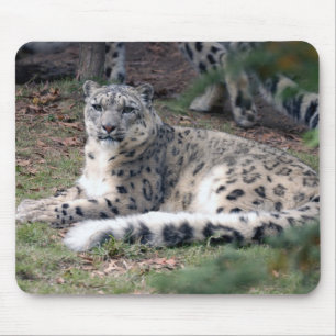 snöleopard 26 musmatta