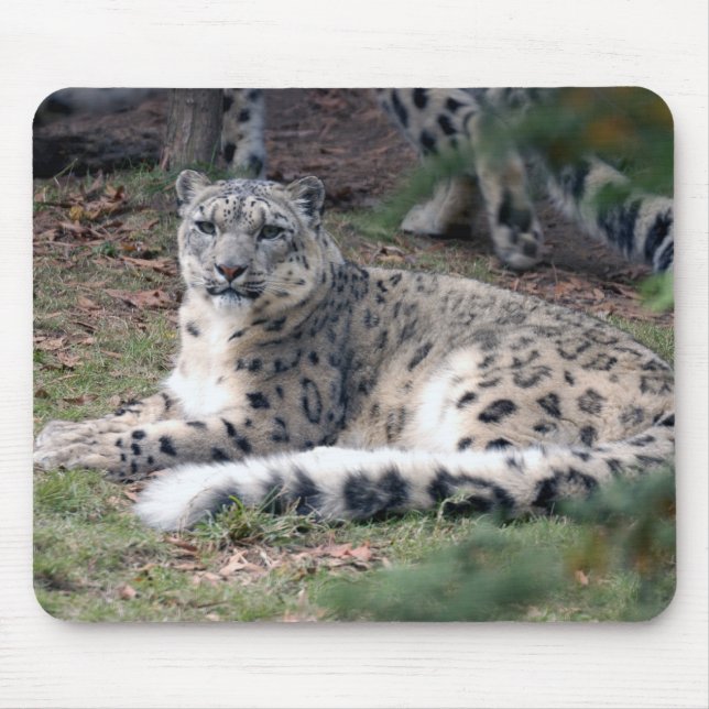 snöleopard 26 musmatta (Framsidan)
