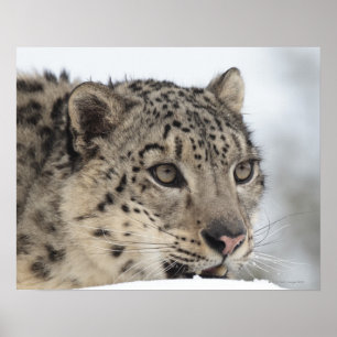 Snöleopard (den Uncia unciaen) 2 Poster