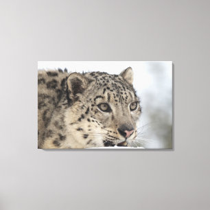 Snöleopard (den Uncia unciaen) Canvastryck