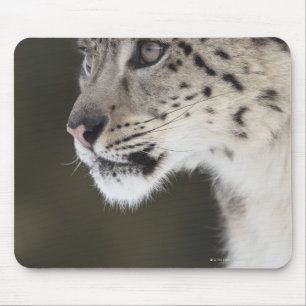 Snöleopard (den Uncia unciaen) Musmatta