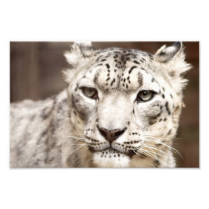 SnöLeopard Fototryck