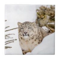 SnöLeopard i snön