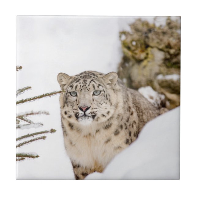 SnöLeopard i snön Kakelplatta (Framsidan)