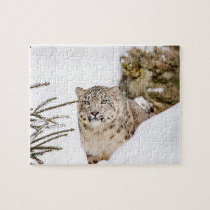 SnöLeopard i snön Pussel