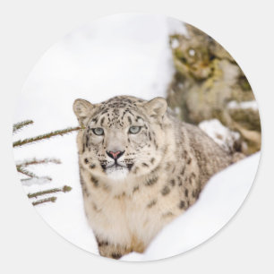 SnöLeopard i snön Runt Klistermärke