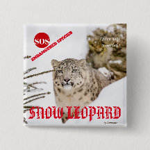Snöleopard