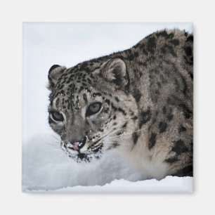 SnöLeopard Magnet
