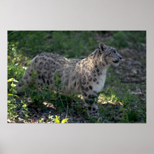 Snöleopard på borstlik back poster
