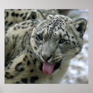 SnöLeopard Poster