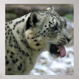 SnöLeopard Poster
