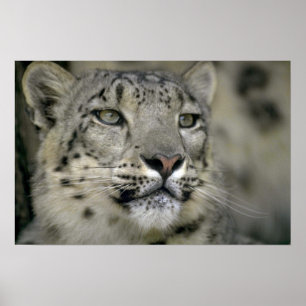 SnöLeopard Poster