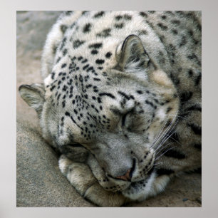 SnöLeopard - söta drömmar Poster