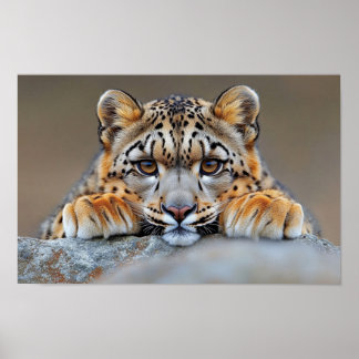 Snöleopard Vild Djur Naturlig Miljö Poster