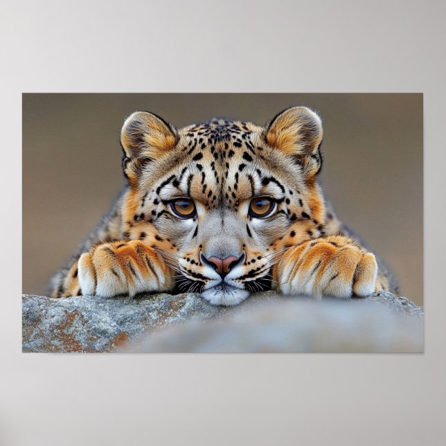 Snöleopard Vild Djur Naturlig Miljö Poster (Framsidan)