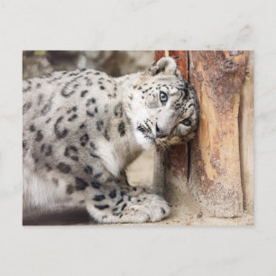 Snöleopard Vild Katt Vykort