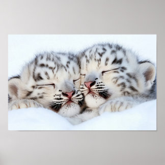 Snöleopard Vilda Djur Naturlig Miljö Poster