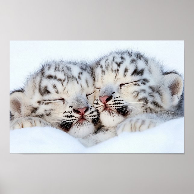 Snöleopard Vilda Djur Naturlig Miljö Poster (Framsidan)