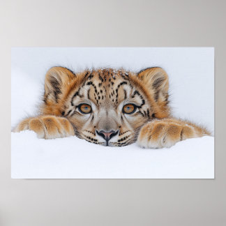Snöleopard Vilda Djur Naturlig Miljö Poster
