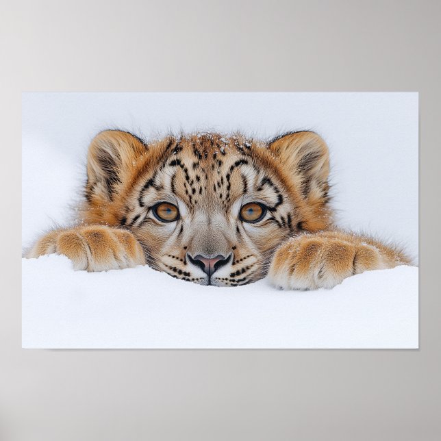 Snöleopard Vilda Djur Naturlig Miljö Poster (Framsidan)