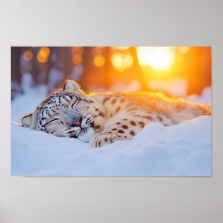 Snöleopard Vilda Djur Naturlig Miljö Poster
