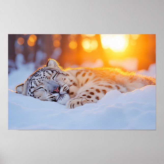Snöleopard Vilda Djur Naturlig Miljö Poster (Framsidan)