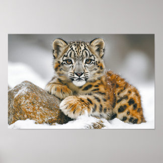 Snöleopard Vilda Djur Naturlig Miljö Poster