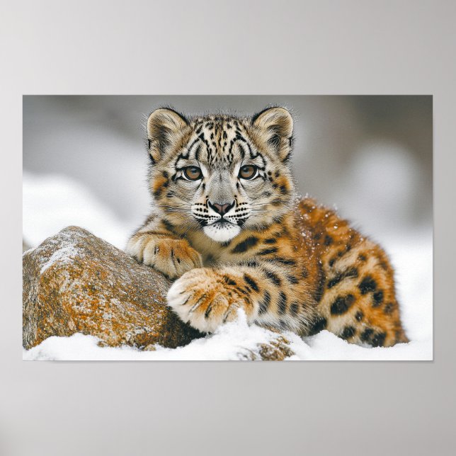 Snöleopard Vilda Djur Naturlig Miljö Poster (Framsidan)