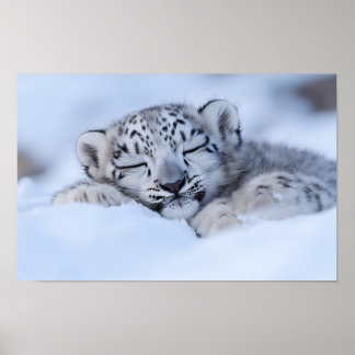 Snöleopard Vilda Djur Naturlig Miljö Poster