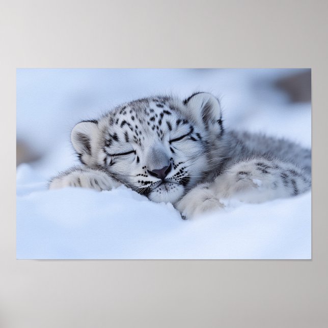 Snöleopard Vilda Djur Naturlig Miljö Poster (Framsidan)